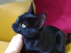 Gato raça SRD-ViraLata idade 2 a 6 meses nome Estelar