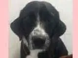 Cachorro raça Srd idade 7 a 11 meses nome Nego