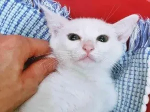 Gato raça SRD-ViraLata idade 2 a 6 meses nome GRACIELA BRANCA