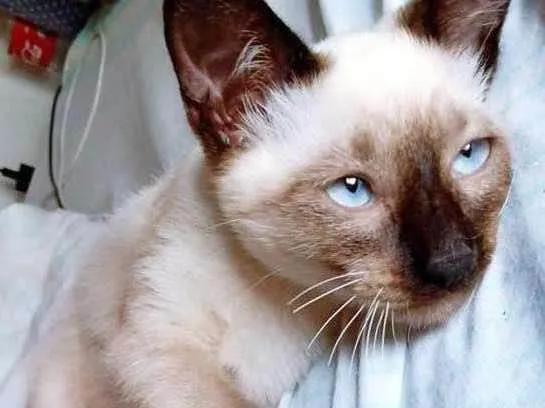 Gato raça SRD-ViraLata idade 2 a 6 meses nome KATIA SIAMESA