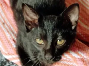 Gato raça SRD idade 2 a 6 meses nome VANIA BLACK