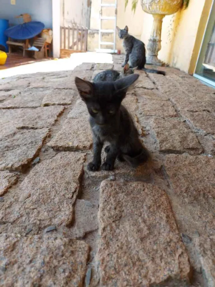 Gato ra a Sem raça definida  idade 2 a 6 meses nome Não tem nome ainda 