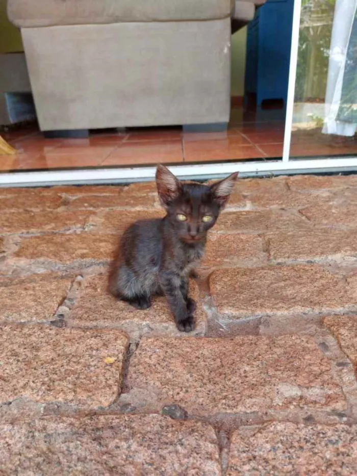 Gato ra a Sem raça definida  idade 2 a 6 meses nome Não tem nome ainda 