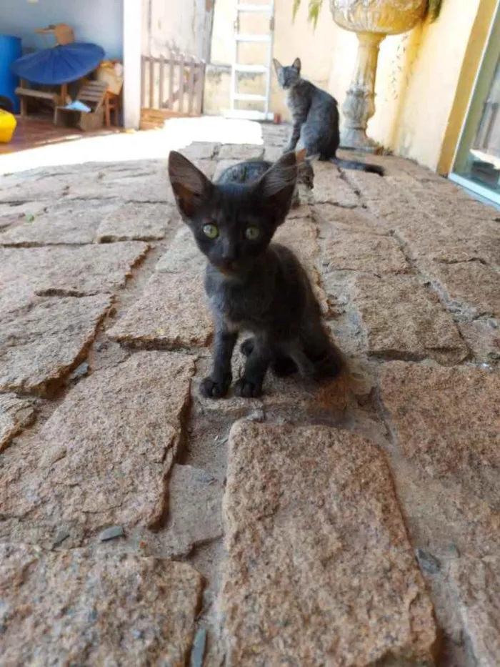 Gato ra a Sem raça definida  idade 2 a 6 meses nome Não tem nome ainda 