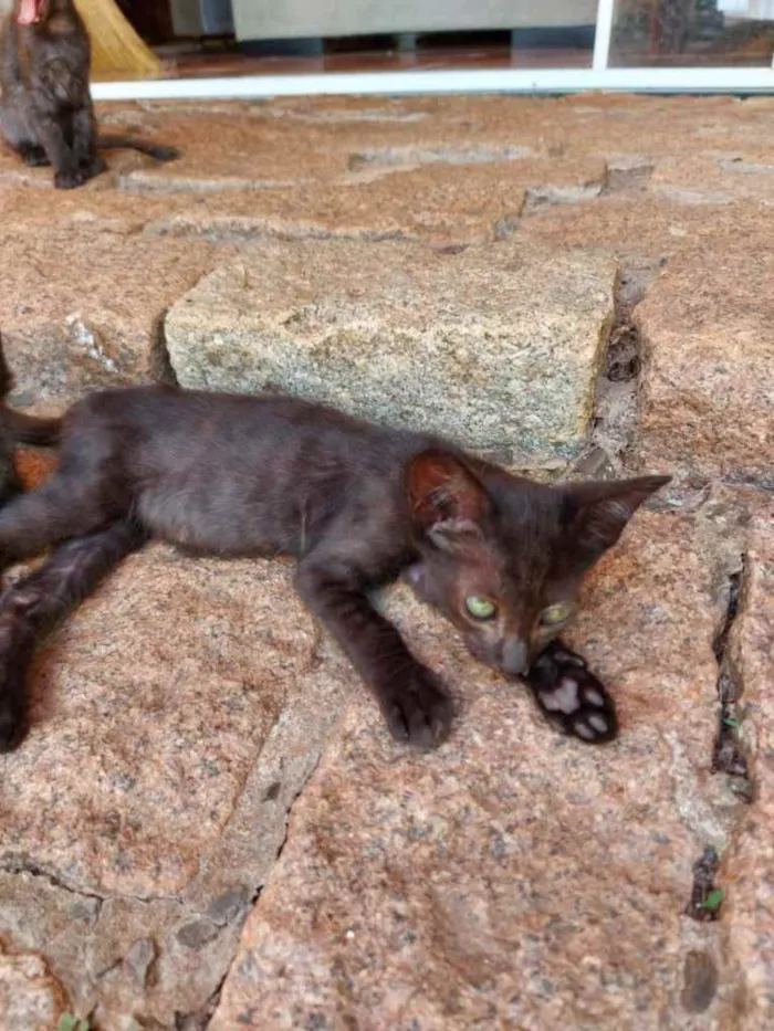 Gato ra a Sem raça definida  idade 2 a 6 meses nome Não tem nome ainda 