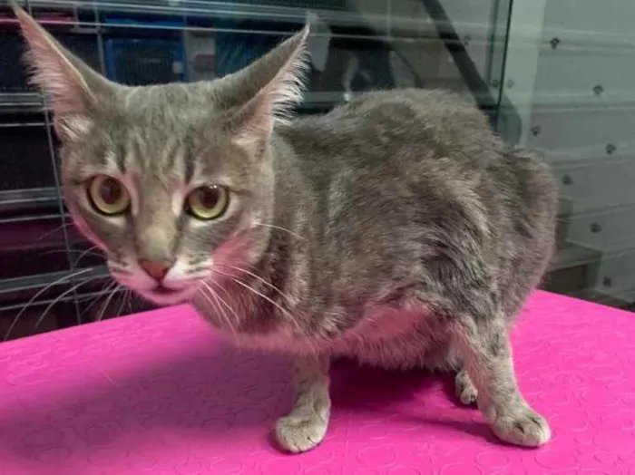 Gato raça SRD idade 1 ano nome Chantel