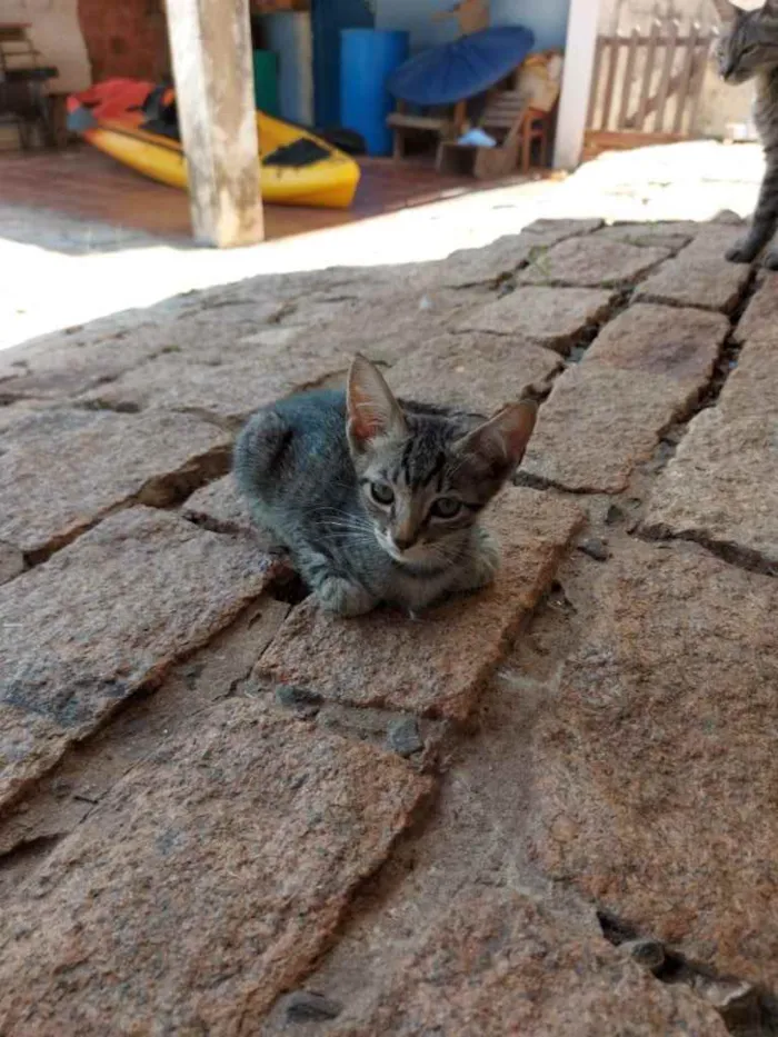 Gato ra a Sem raça definida  idade 2 a 6 meses nome Não tem nome ainda 