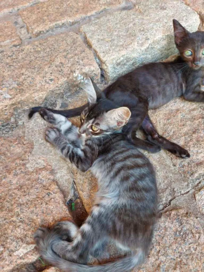 Gato ra a Sem raça definida  idade 2 a 6 meses nome Não tem nome ainda 