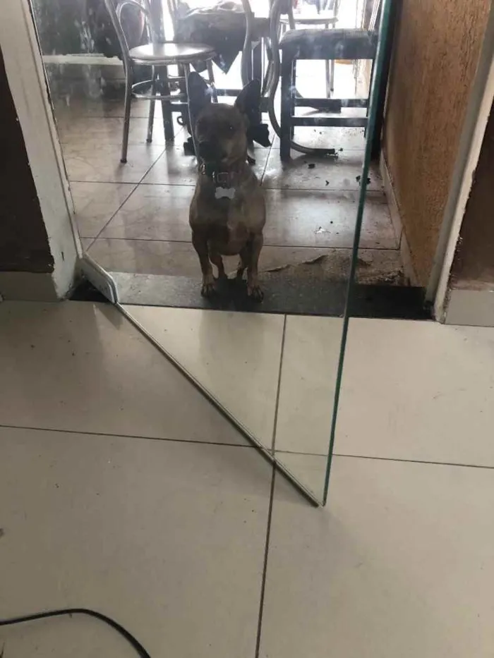 Cachorro ra a Pintcher  idade  nome Lili