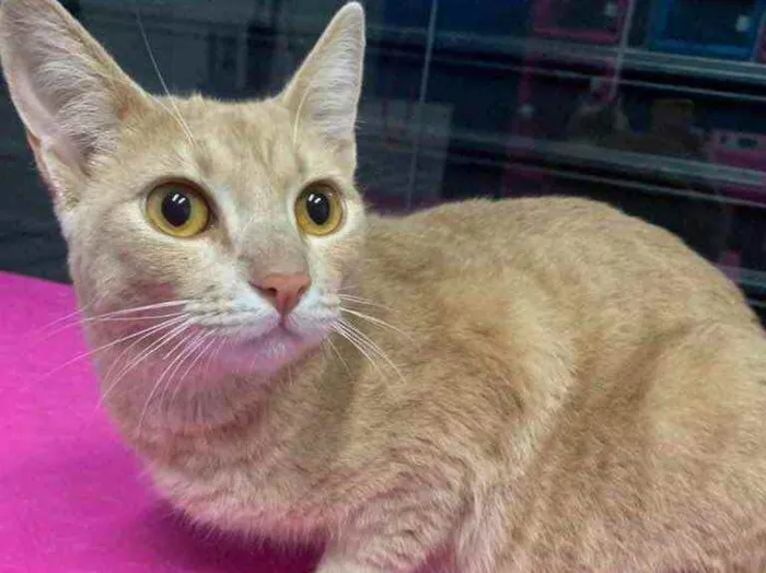 Gato raça SRD idade 1 ano nome garfield