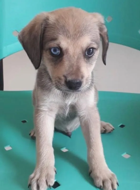 Cachorro raça SRD-ViraLata idade 2 a 6 meses nome OLHINHO AZUL