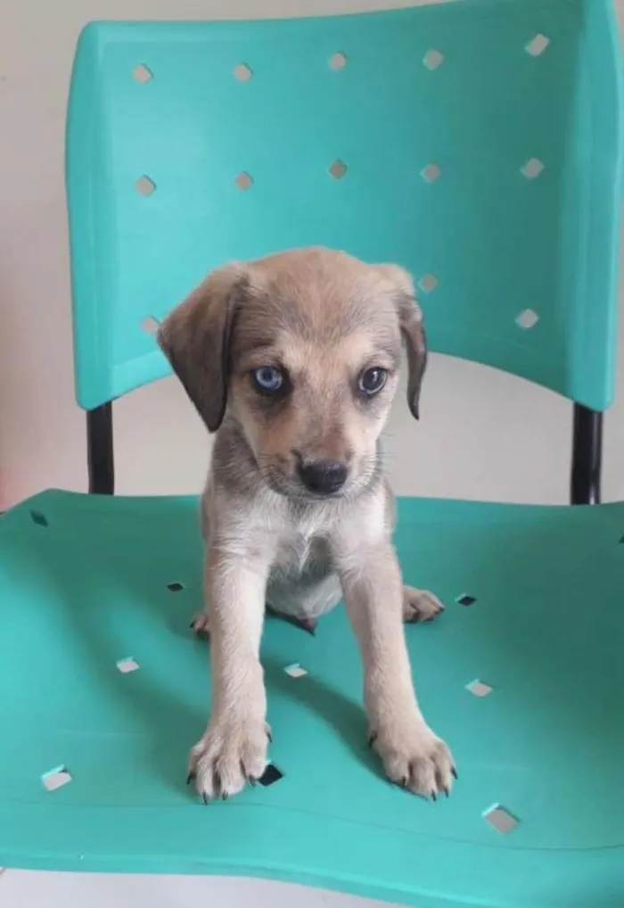 Cachorro raça SRD-ViraLata idade 2 a 6 meses nome OLHINHO AZUL