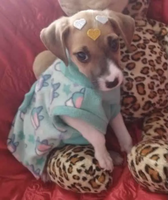 Cachorro ra a SRD idade 2 a 6 meses nome Lolinha 