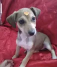 Lolinha 