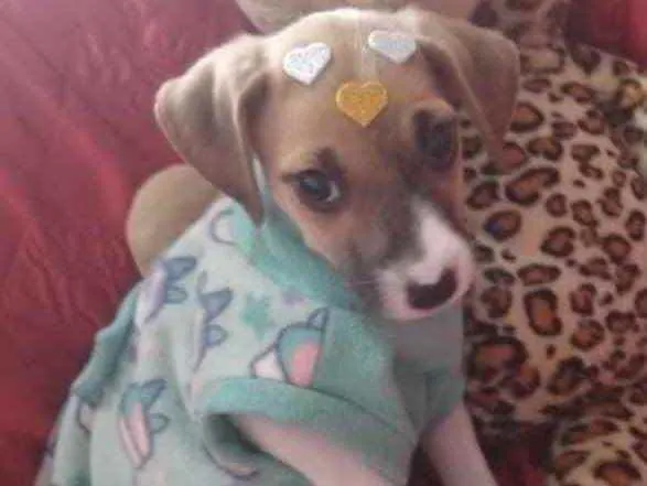 Cachorro ra a SRD idade 2 a 6 meses nome Lolinha 