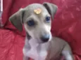 Lolinha 