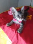 Tigresinha
