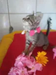 Tigresinha