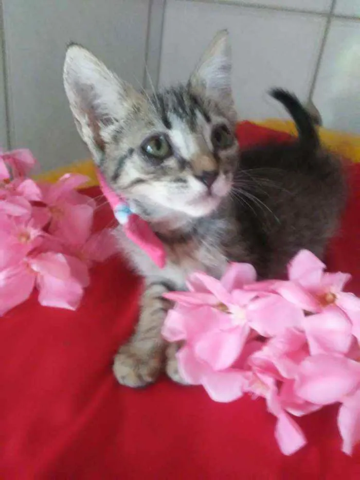 Gato ra a Comum tigresa idade 2 a 6 meses nome Tigresinha
