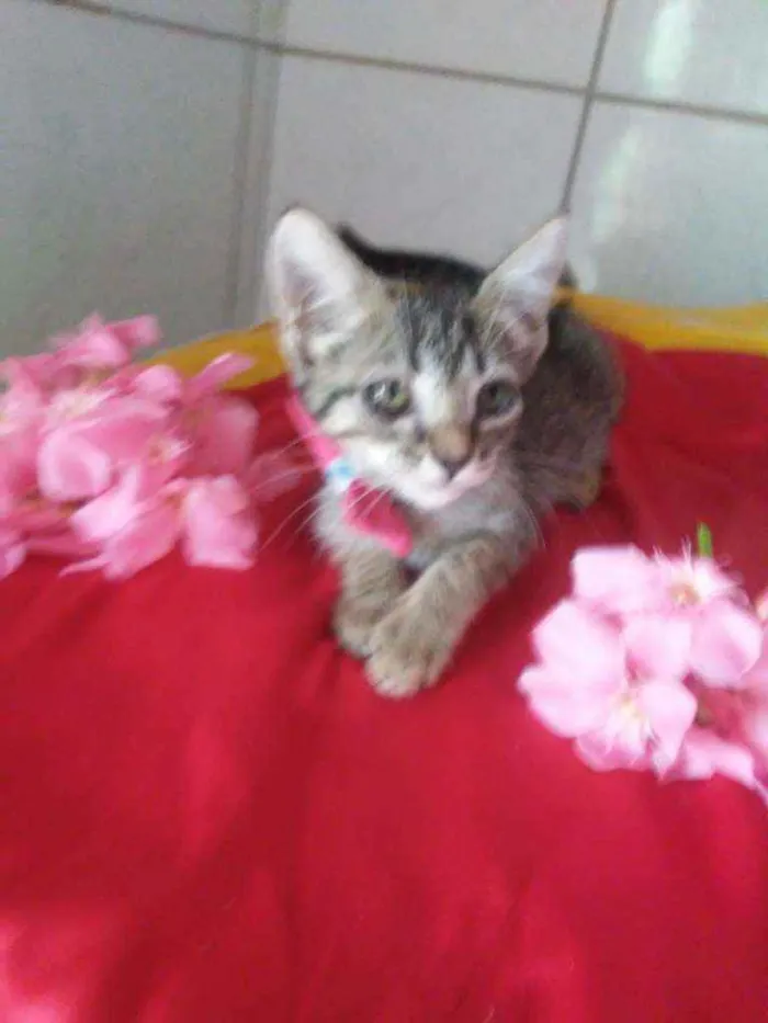 Gato ra a Comum tigresa idade 2 a 6 meses nome Tigresinha