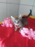 Tigresinha