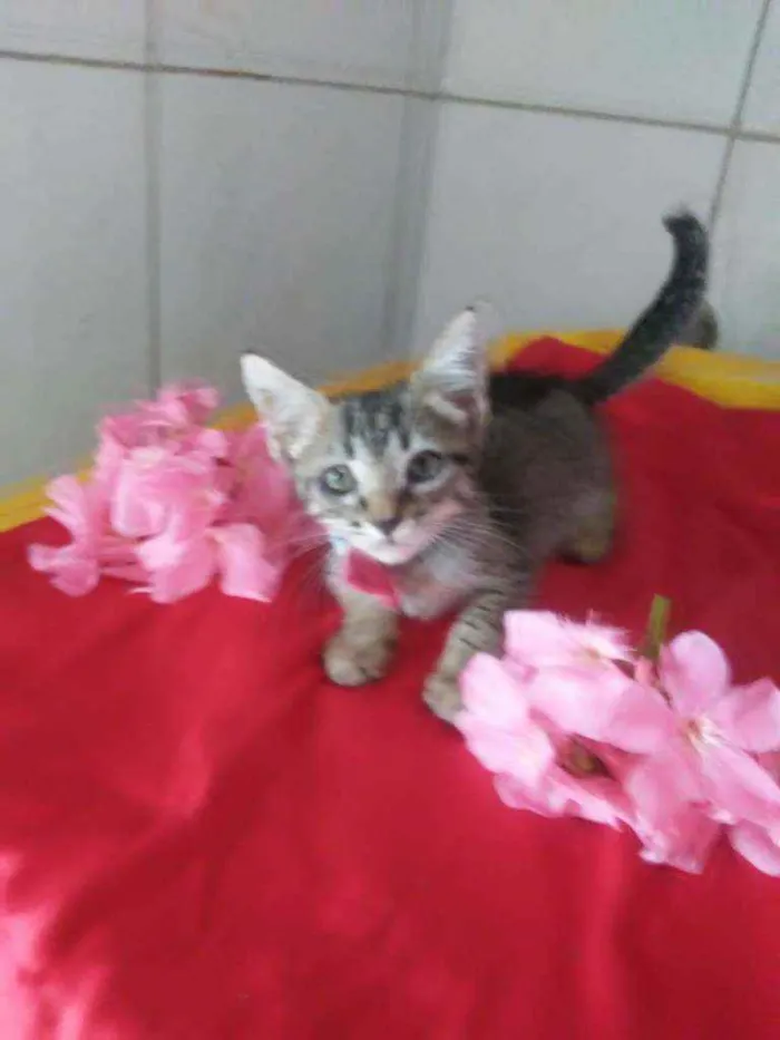 Gato ra a Comum tigresa idade 2 a 6 meses nome Tigresinha