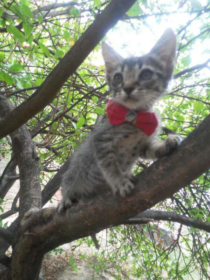 Gato ra a Comum tigresa idade 2 a 6 meses nome Tigresinha