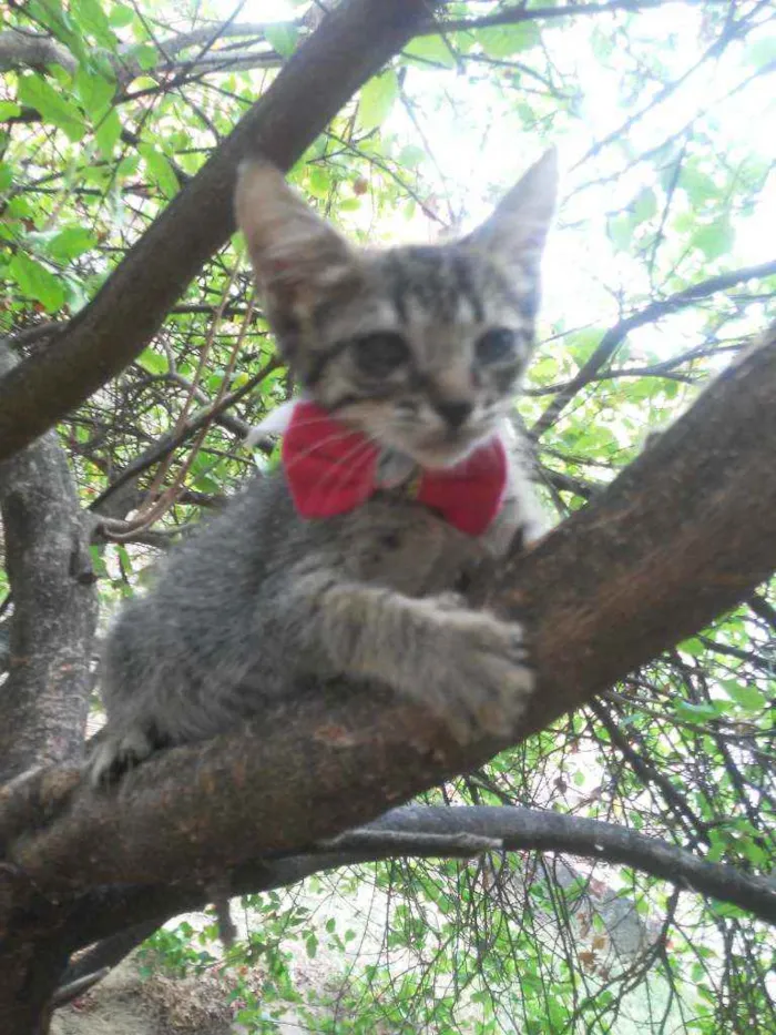 Gato ra a Comum tigresa idade 2 a 6 meses nome Tigresinha