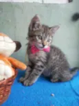 Tigresinha