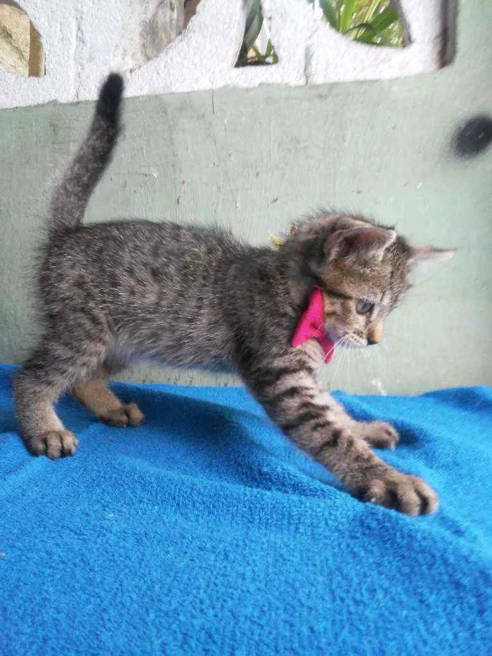 Gato ra a Comum tigresa idade 2 a 6 meses nome Tigresinha