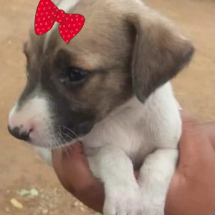 Cachorro ra a SRD idade 2 a 6 meses nome Raika 
