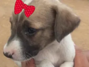 Cachorro raça SRD idade 2 a 6 meses nome Raika 