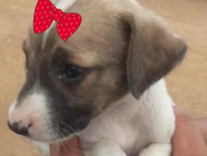 Cachorro ra a SRD idade 2 a 6 meses nome Raika 