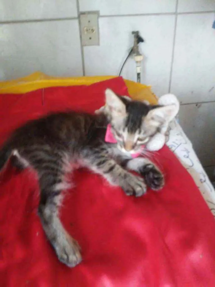 Gato ra a Comum tigresa idade 2 a 6 meses nome Fofura