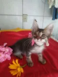 Fofura