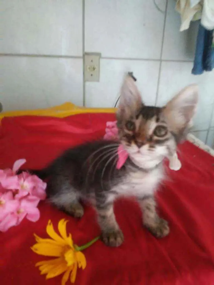Gato ra a Comum tigresa idade 2 a 6 meses nome Fofura