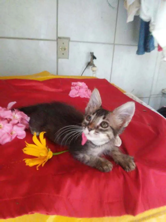 Gato ra a Comum tigresa idade 2 a 6 meses nome Fofura