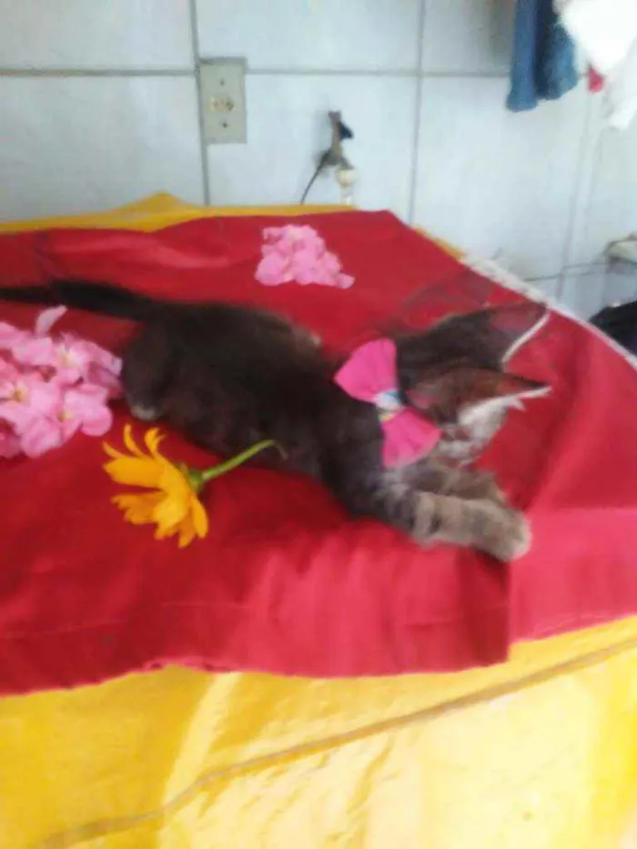 Gato ra a Comum tigresa idade 2 a 6 meses nome Fofura