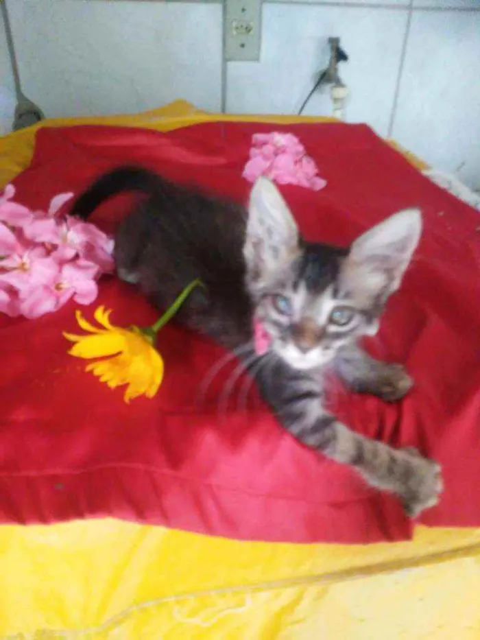 Gato ra a Comum tigresa idade 2 a 6 meses nome Fofura