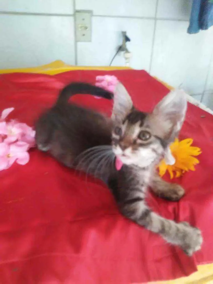 Gato ra a Comum tigresa idade 2 a 6 meses nome Fofura