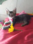 Fofura