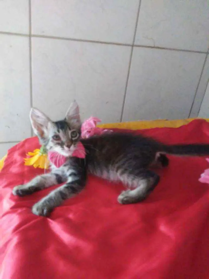 Gato ra a Comum tigresa idade 2 a 6 meses nome Fofura