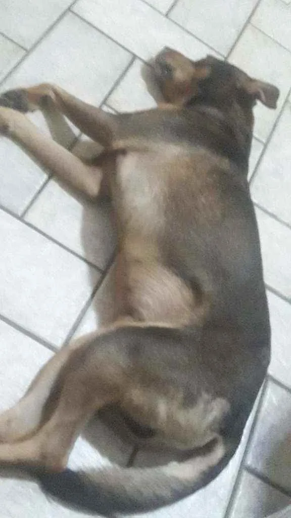 Cachorro ra a SRD idade 3 anos nome Panetone 