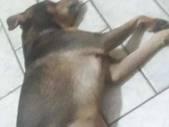 Cachorro ra a SRD idade 3 anos nome Panetone 