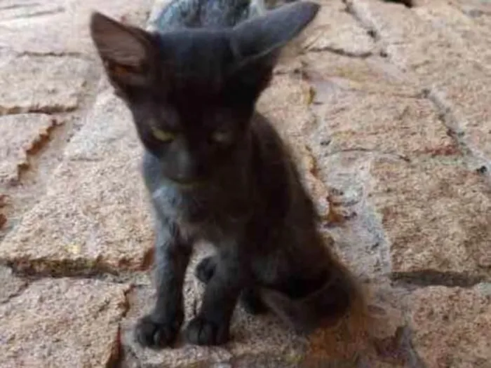 Gato ra a Sem raça definida  idade 2 a 6 meses nome Não tem nome ainda 