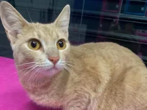 Gato raça SRD idade 1 ano nome garfield