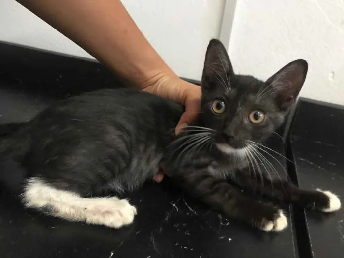 Gato raça Srd idade Abaixo de 2 meses nome Estrela castrada