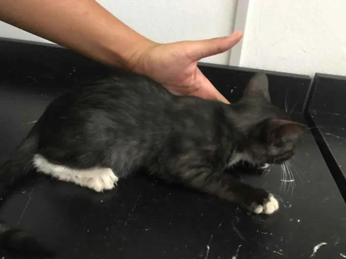 Gato raça Srd idade Abaixo de 2 meses nome Estrela castrada