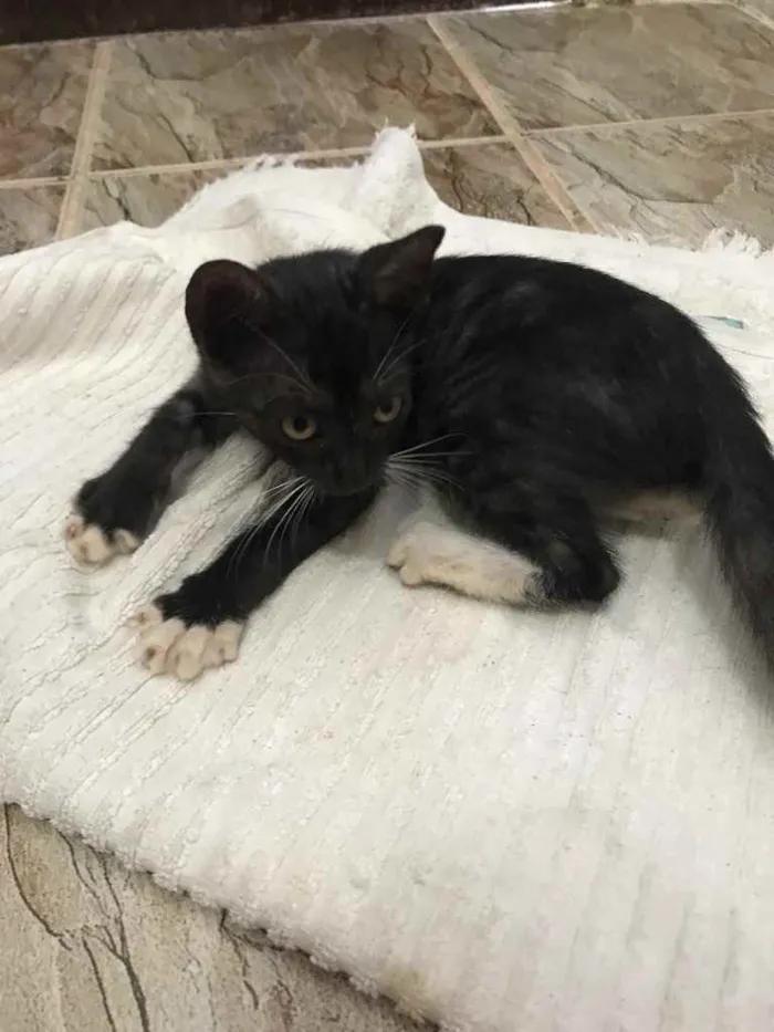 Gato raça Srd idade Abaixo de 2 meses nome Estrela castrada