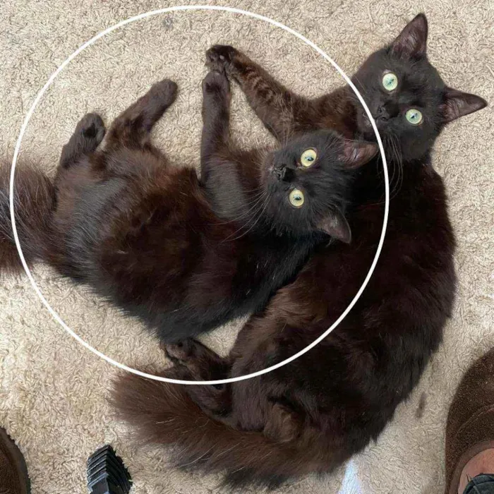Gato raça Guará idade 2 anos nome Dalila
